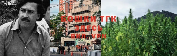 шишки Магас